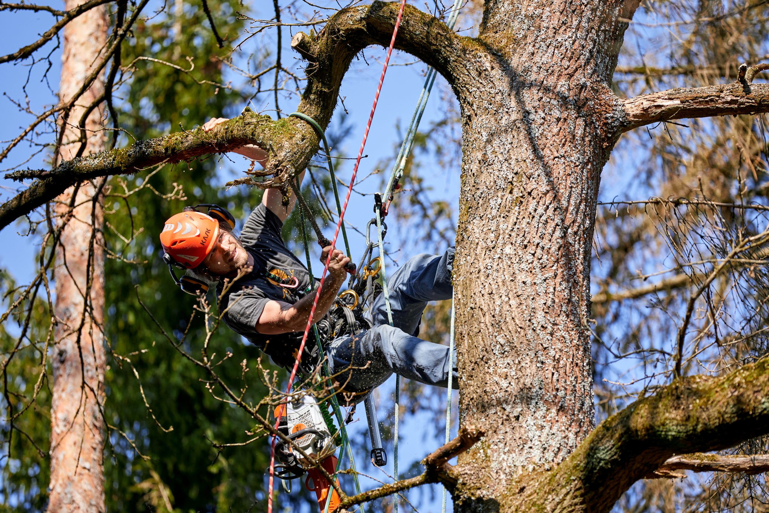 Baumpflege Totholzentfernung Eiche Bayreuth